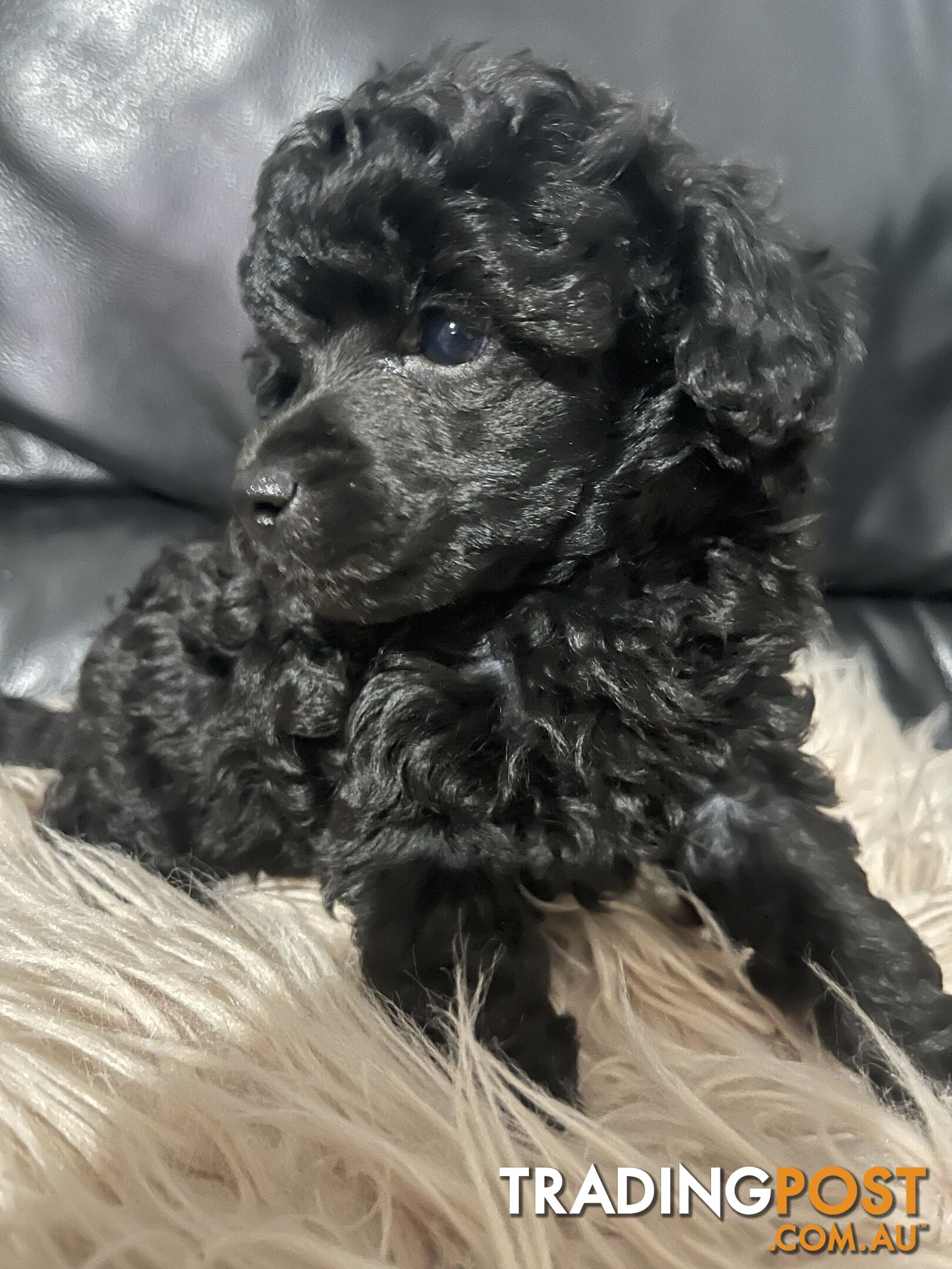 Poodle toy tiny dna clear show lines pedigree dad