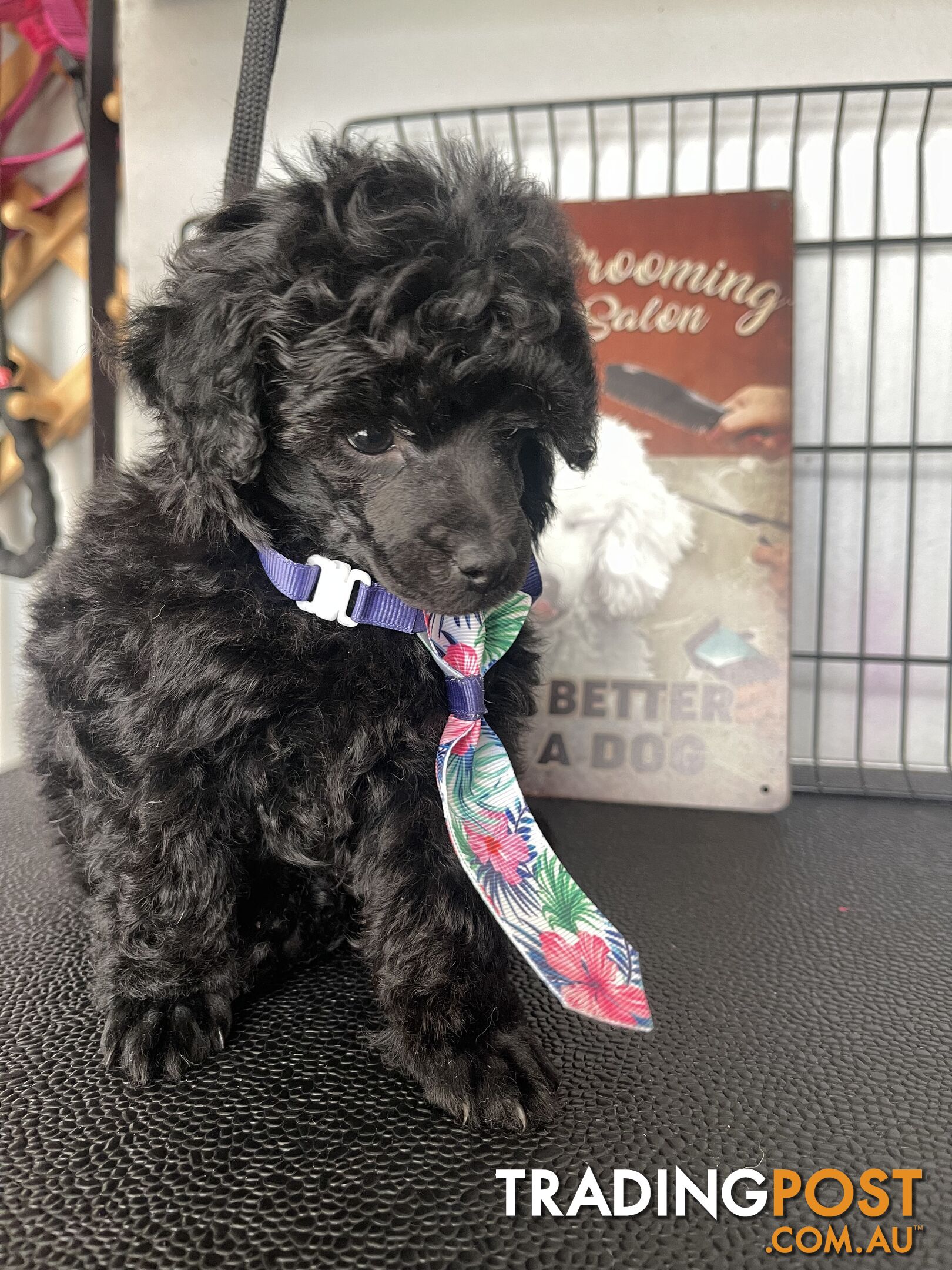 Poodle toy tiny dna clear show lines pedigree dad