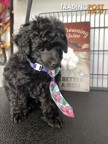 Poodle toy tiny dna clear show lines pedigree dad