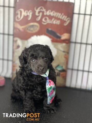 Poodle toy tiny dna clear show lines pedigree dad