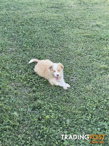 Pure bred long haired border collies