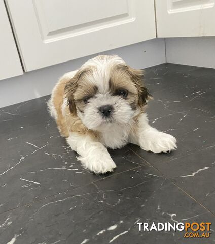 Shihtzu Maltese puppies