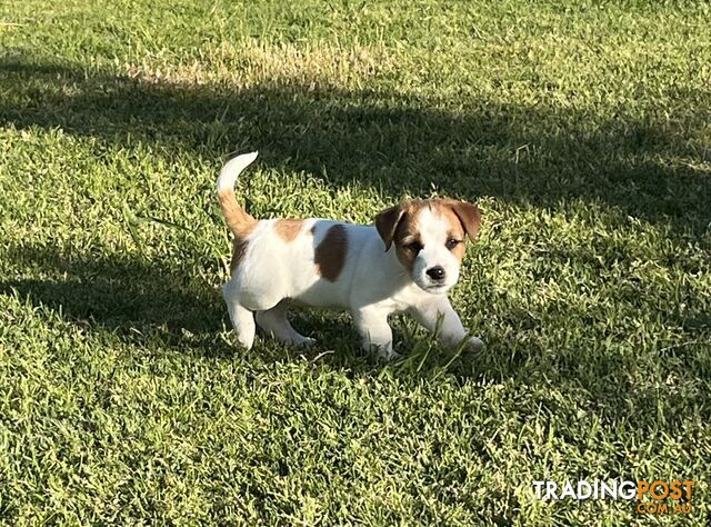 Jack Russell Male Broken Coat Pups for Sale