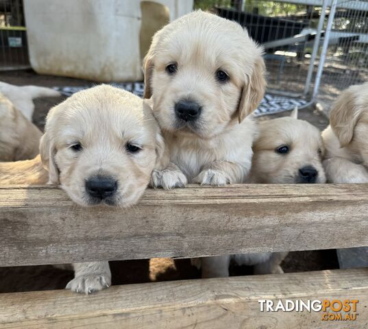 Beautiful Golden Retriever Puppies