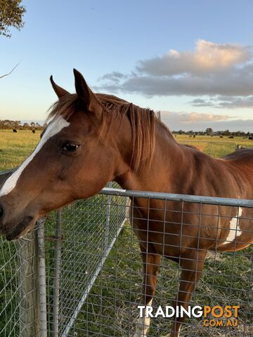 Handsome Horse For Sale