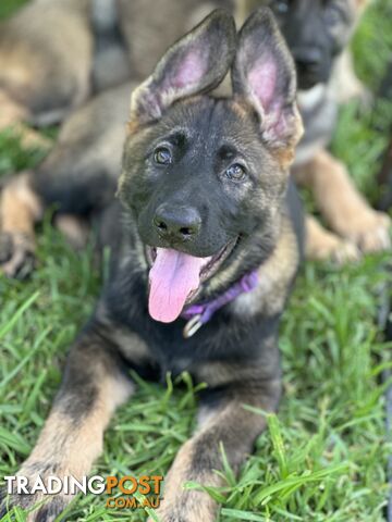 PEDIGREE PARENTS 🇩🇪 GERMAN SHEPHERD PUPS