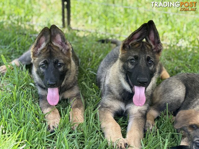 PEDIGREE PARENTS 🇩🇪 GERMAN SHEPHERD PUPS