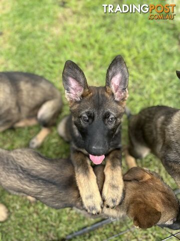 PEDIGREE PARENTS 🇩🇪 GERMAN SHEPHERD PUPS