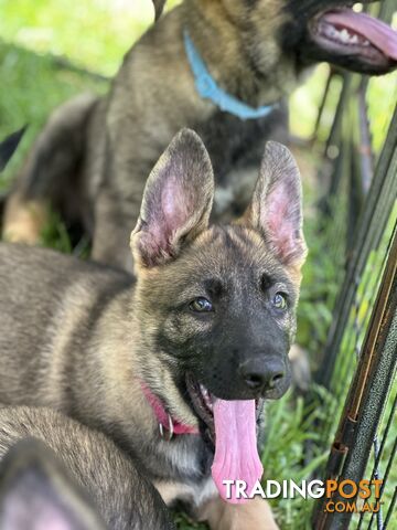 PEDIGREE PARENTS 🇩🇪 GERMAN SHEPHERD PUPS