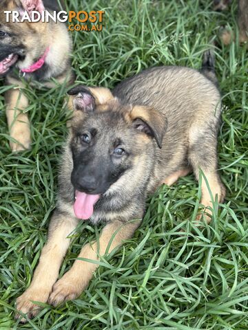 PEDIGREE PARENTS 🇩🇪 GERMAN SHEPHERD PUPS