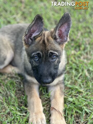 PEDIGREE PARENTS 🇩🇪 GERMAN SHEPHERD PUPS