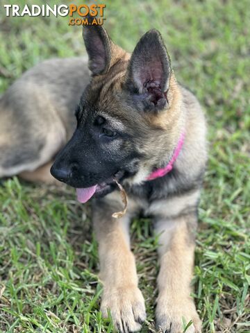 PEDIGREE PARENTS 🇩🇪 GERMAN SHEPHERD PUPS