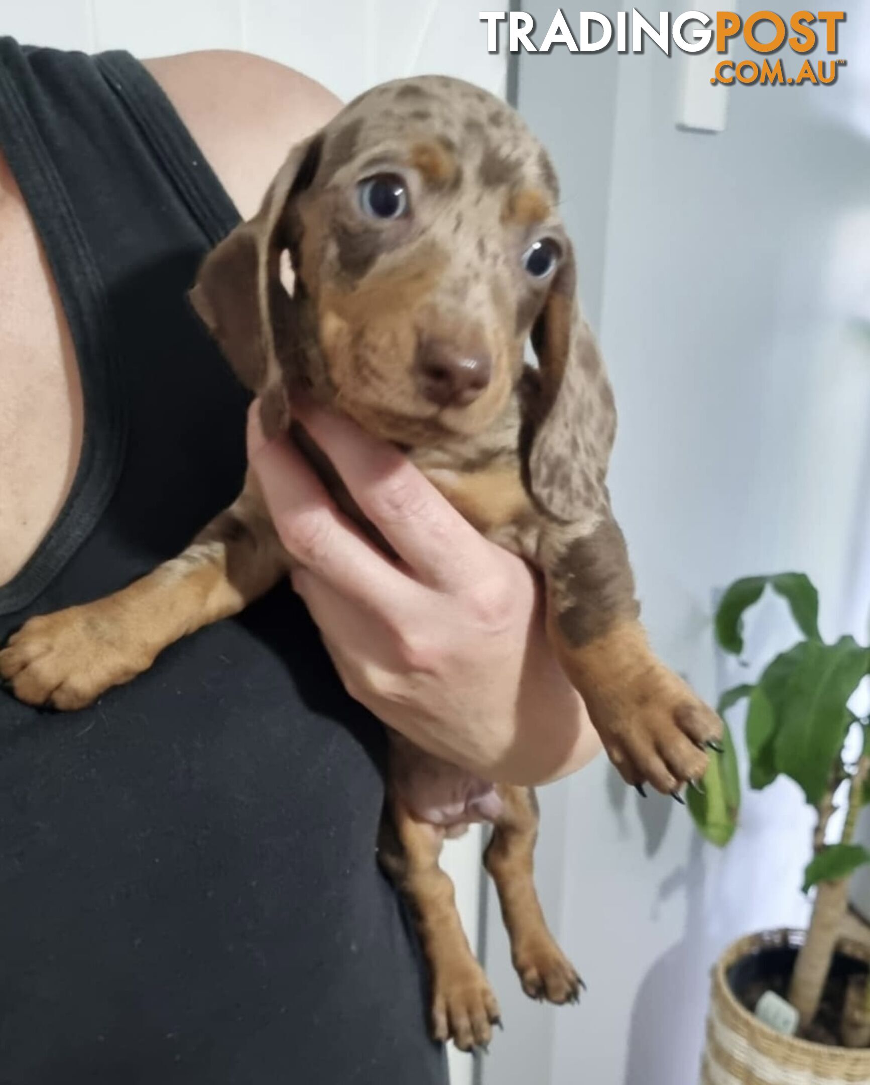 Mini Dachshund puppies for sale