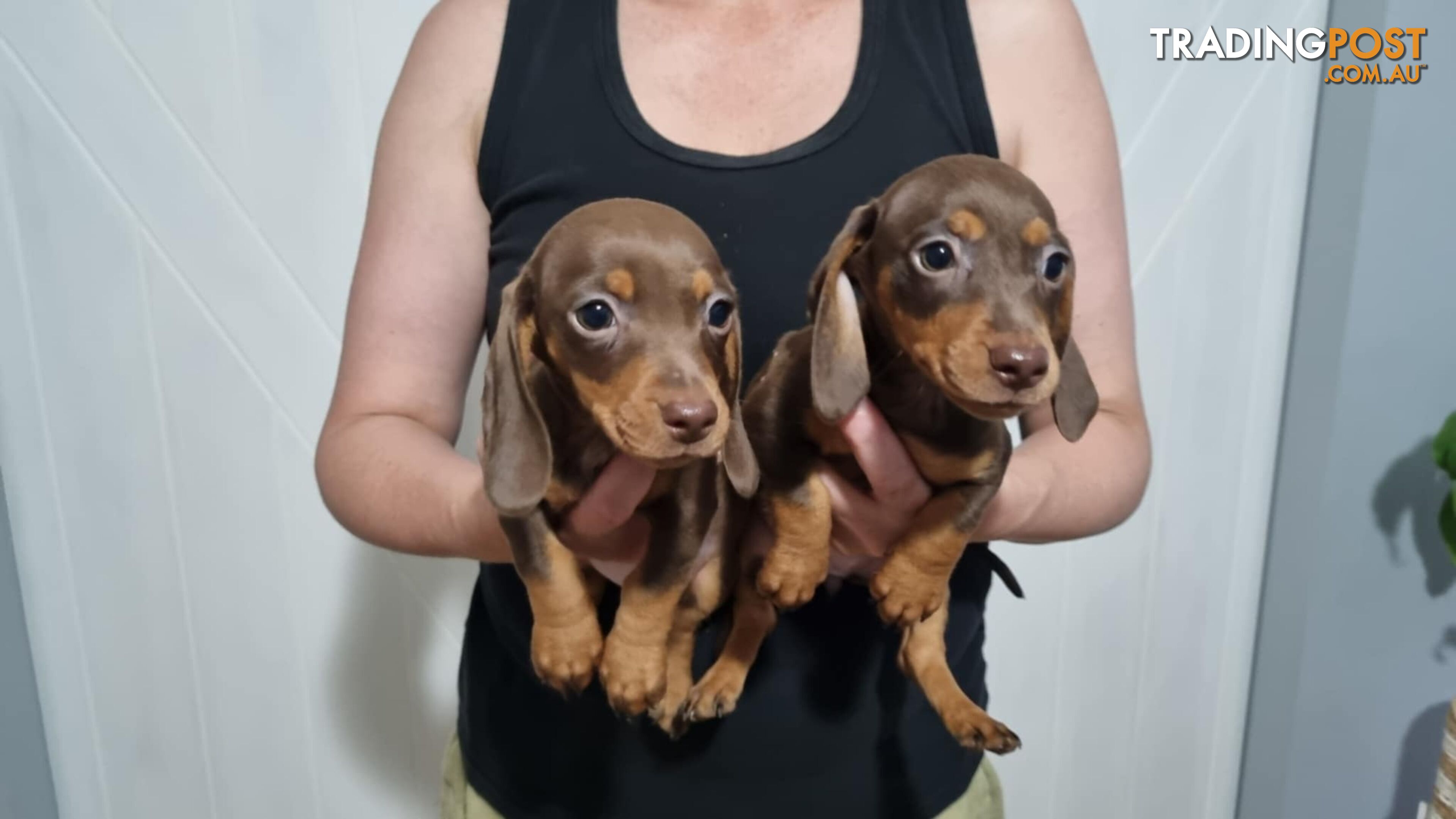 Mini Dachshund puppies for sale