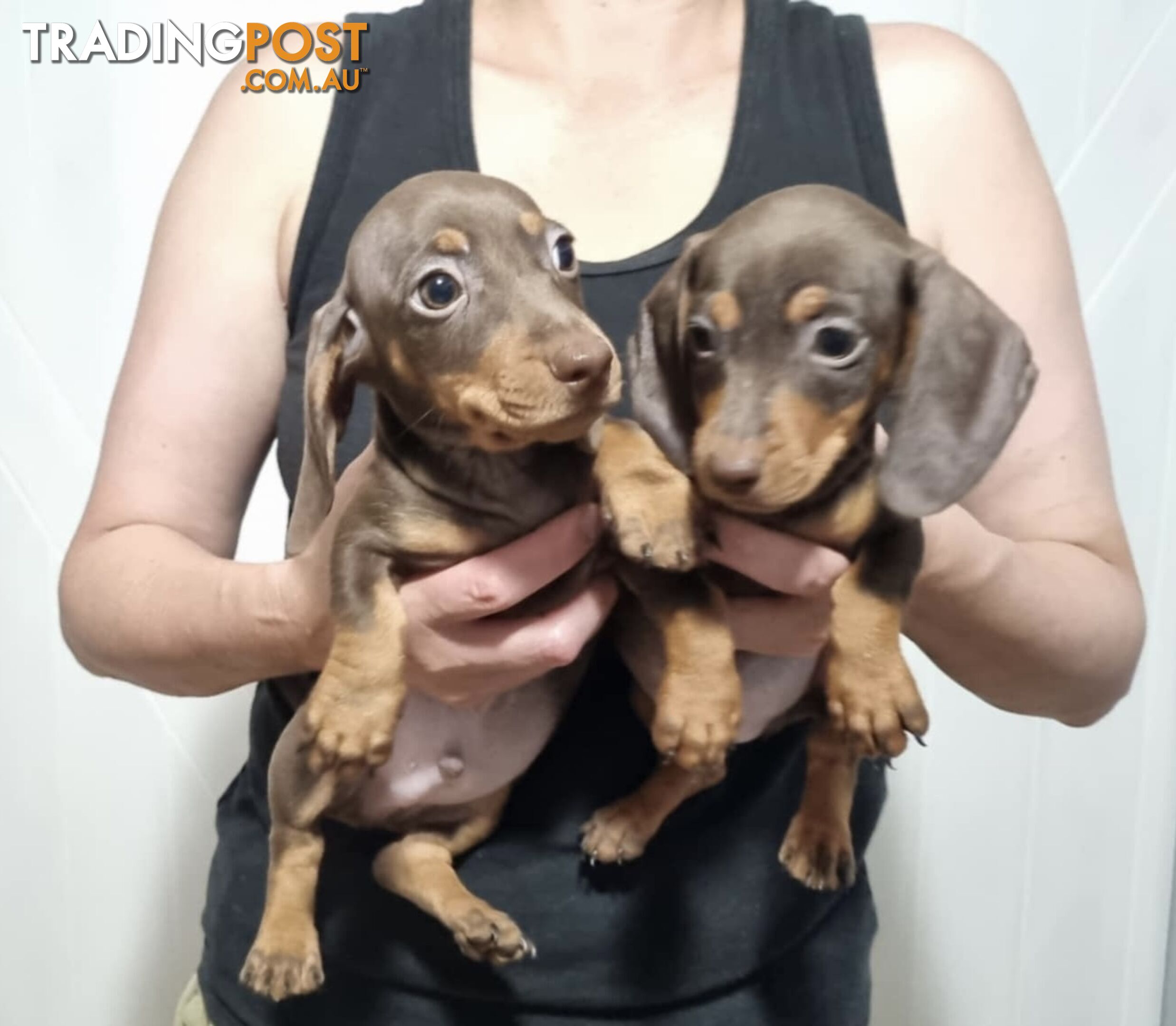 Mini Dachshund puppies for sale