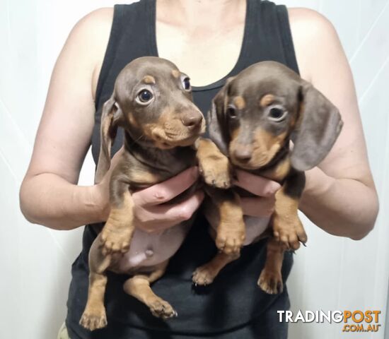 Mini Dachshund puppies for sale