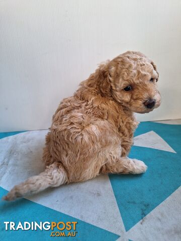 Toy Poodle female puppies