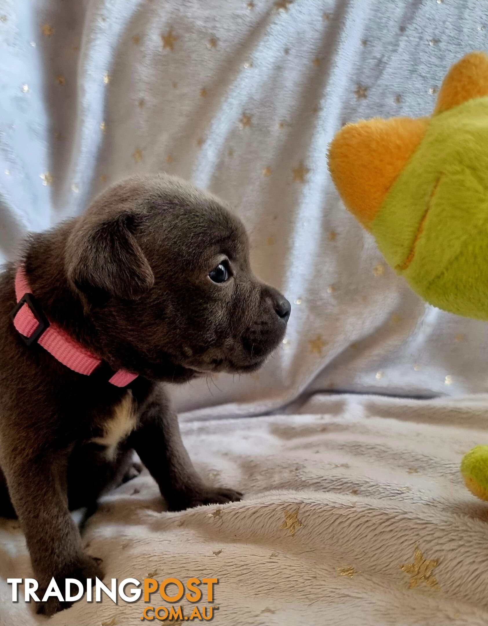 English Blue staffy