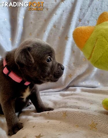 English Blue staffy