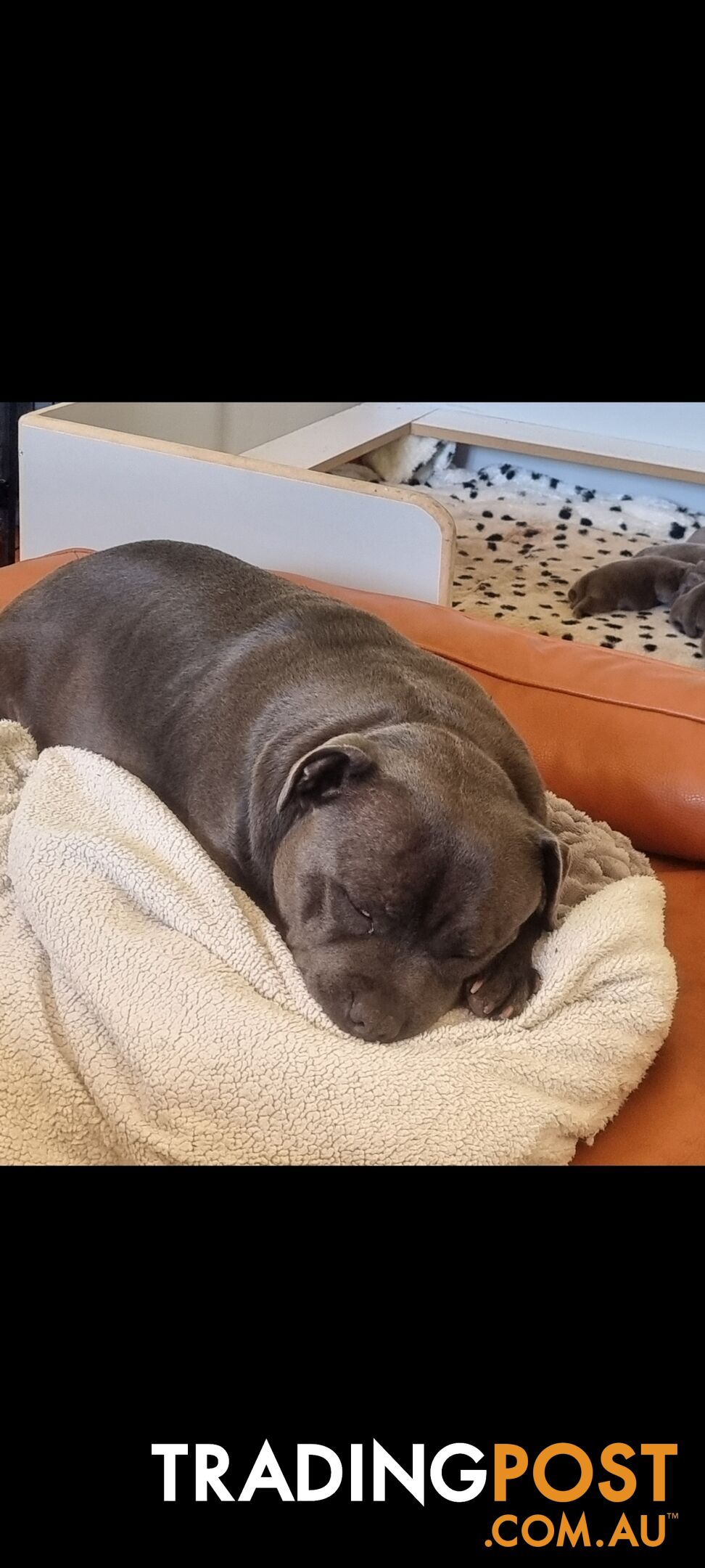 English Blue staffy