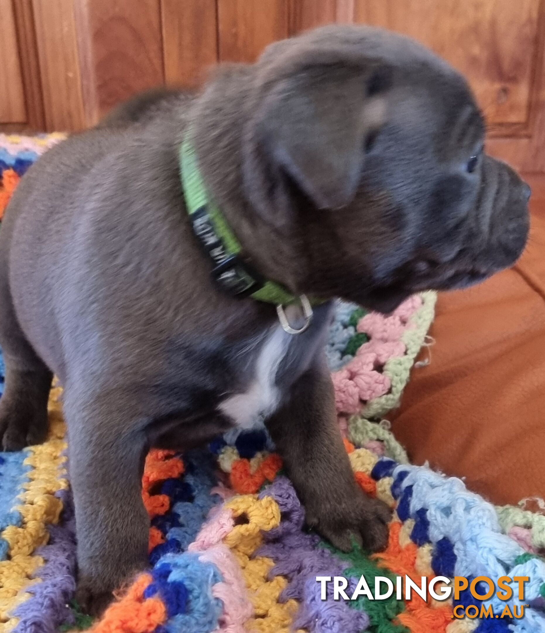 English Blue staffy