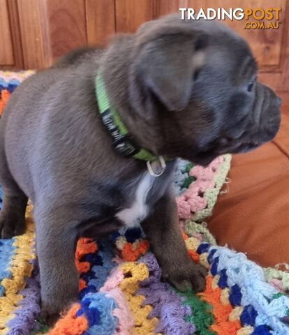 English Blue staffy