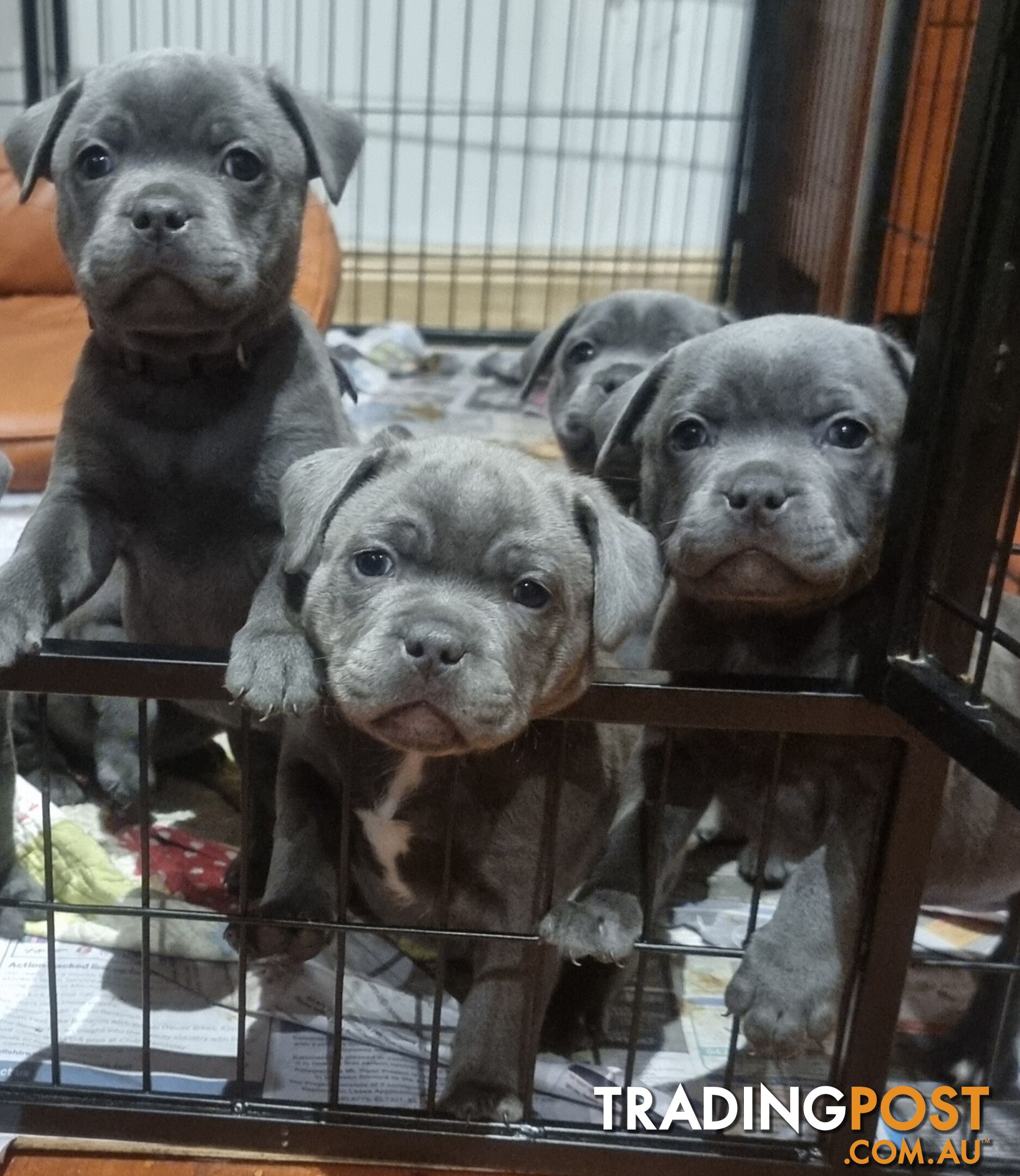 English Blue staffy