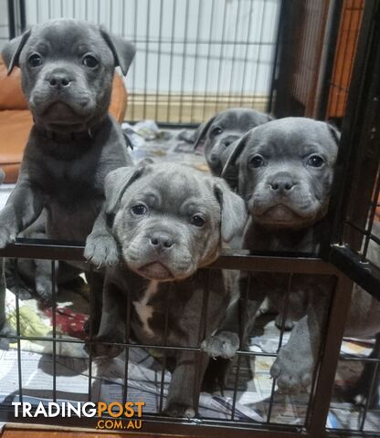 English Blue staffy