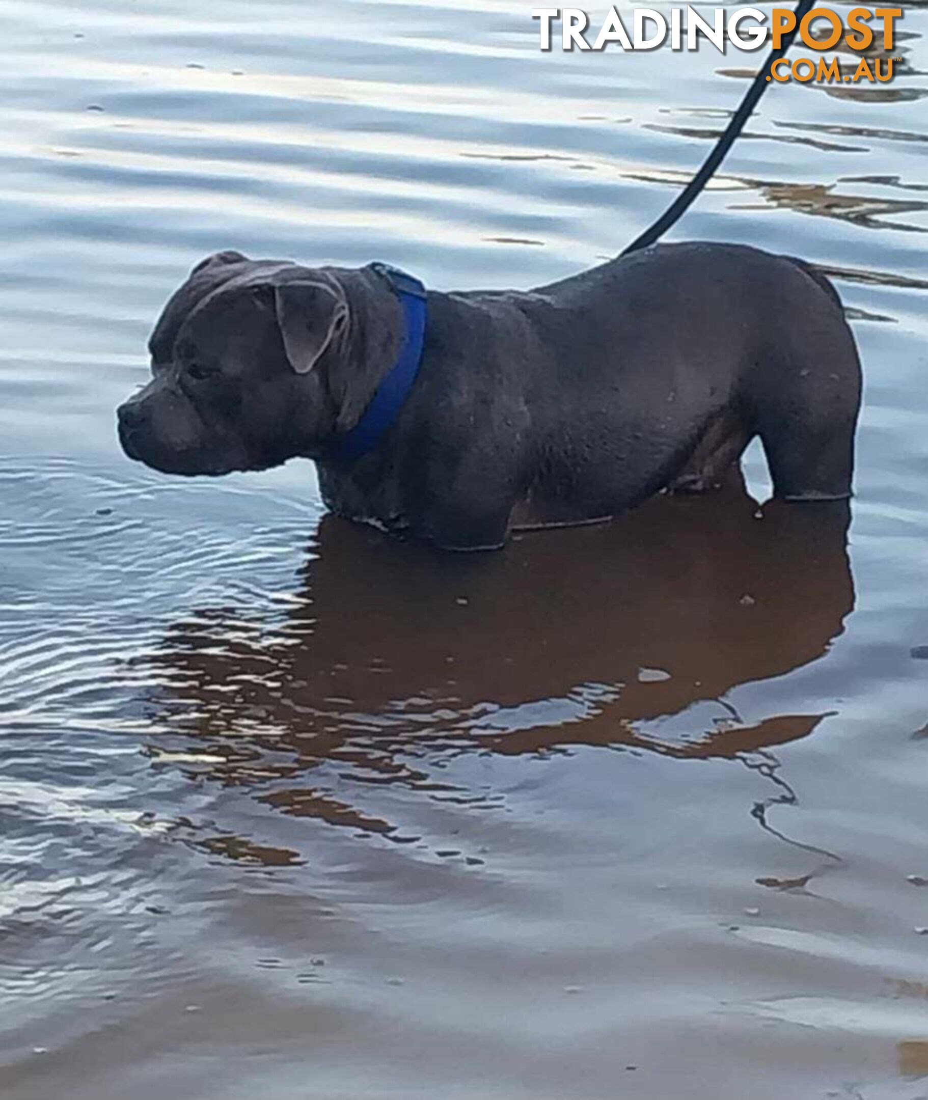 English Blue staffy