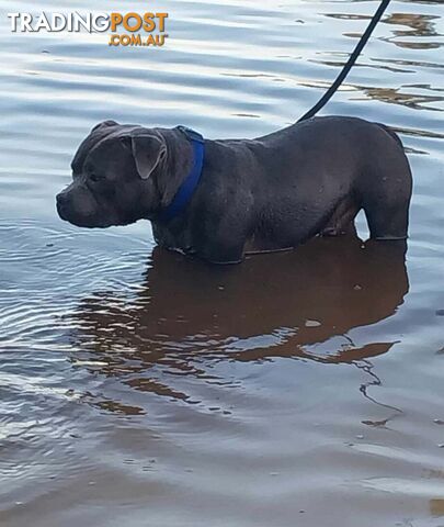 English Blue staffy