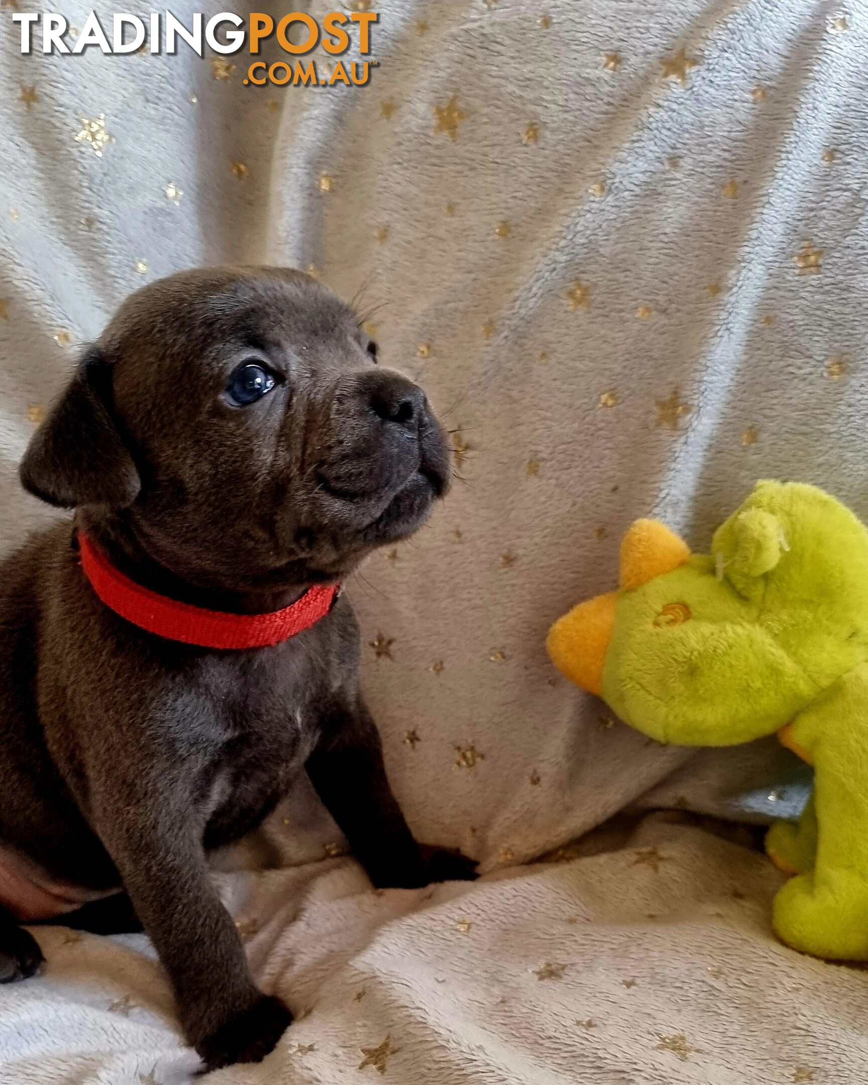 English Blue staffy