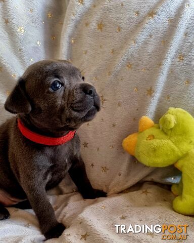 English Blue staffy