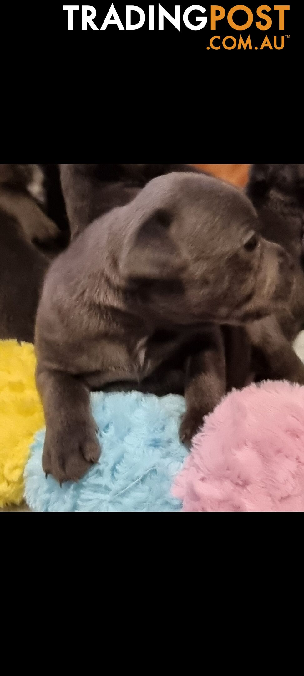 English Blue staffy