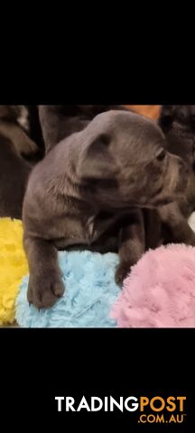 English Blue staffy