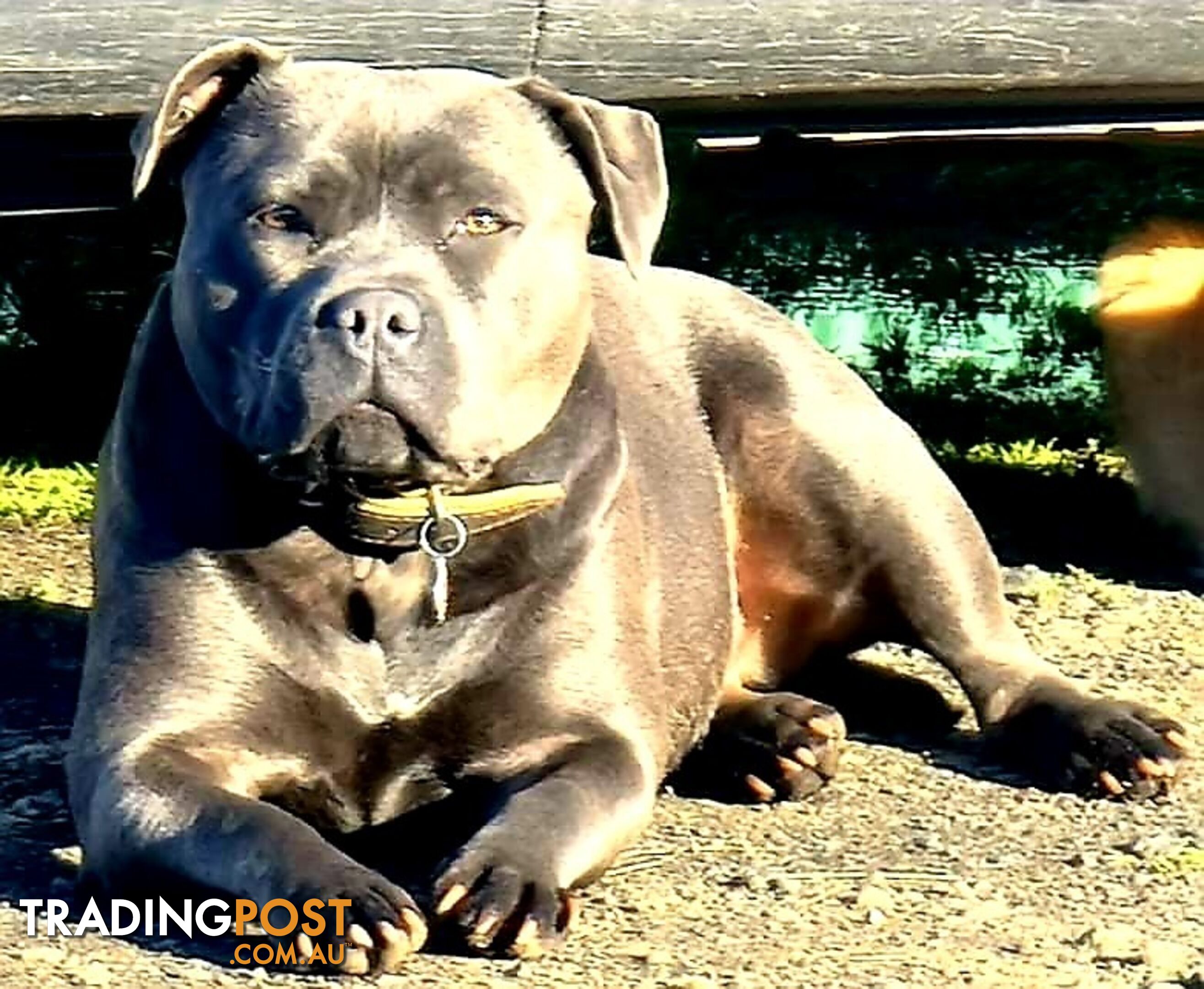 English Blue staffy