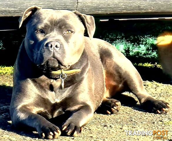 English Blue staffy