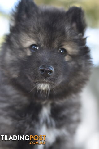 3 x male Pomsky puppies, ready for their forever homes now