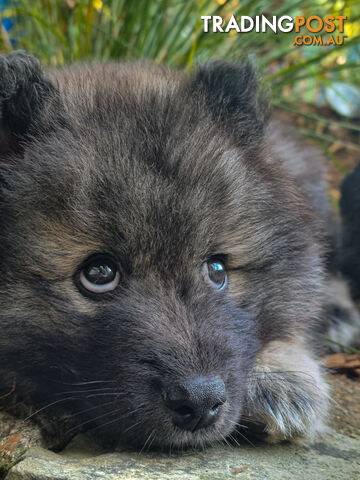 1 x male Pomsky puppy, ready for their forever homes now