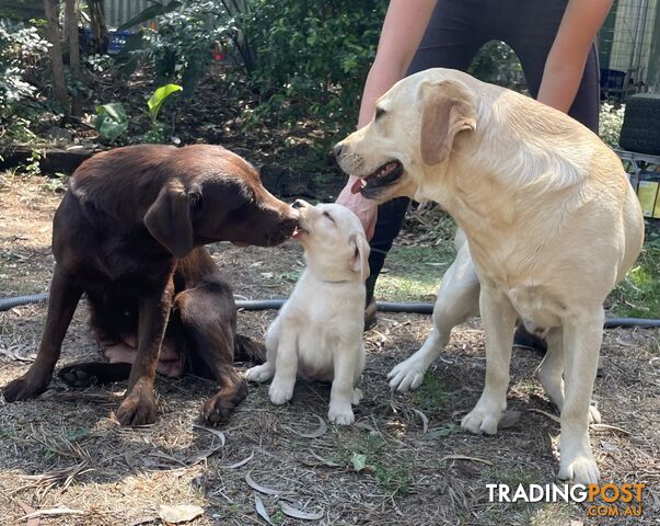 Purebred Labrador Puppies