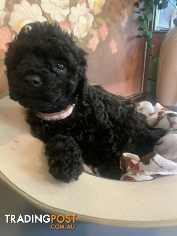 Bouncing baby teeny-tiny toy rare black, gray, tan, hazel-eyed  Cavoodles