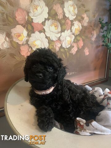 Bouncing baby teeny-tiny toy rare black, gray, tan, hazel-eyed  Cavoodles