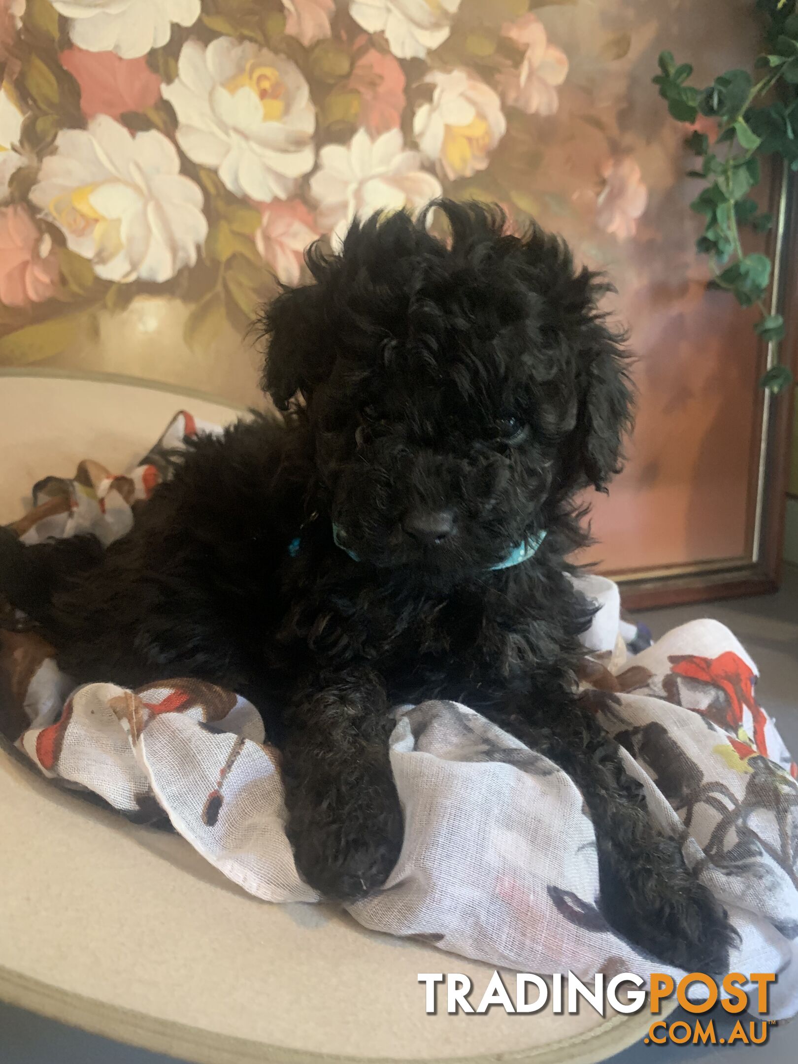 Bouncing baby teeny-tiny toy rare black, gray, tan, hazel-eyed  Cavoodles