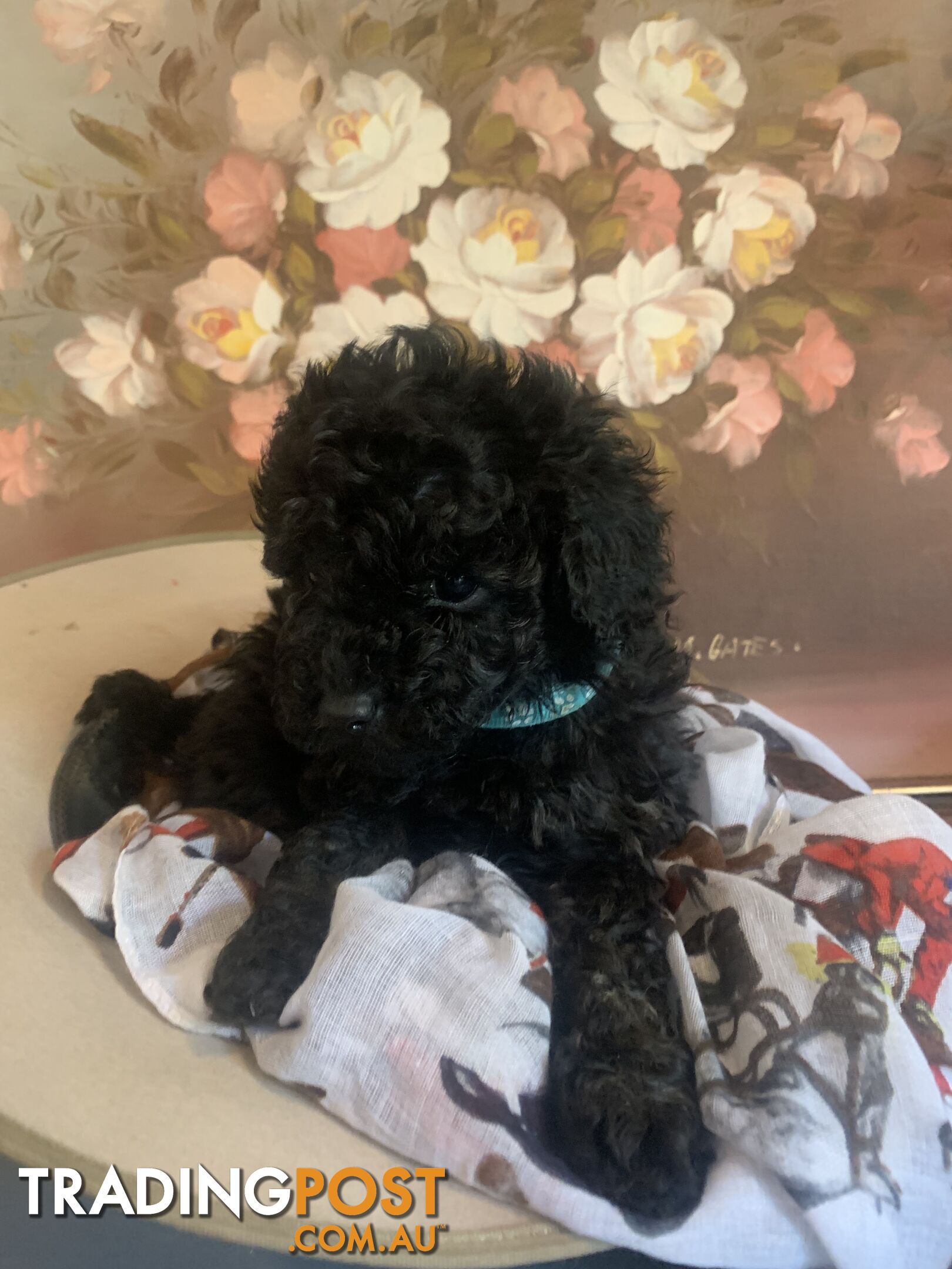 Bouncing baby teeny-tiny toy rare black, gray, tan, hazel-eyed  Cavoodles