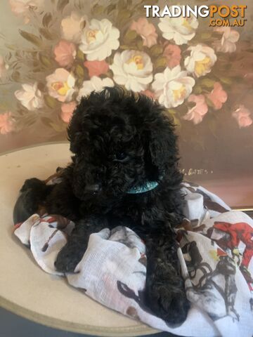 Bouncing baby teeny-tiny toy rare black, gray, tan, hazel-eyed  Cavoodles