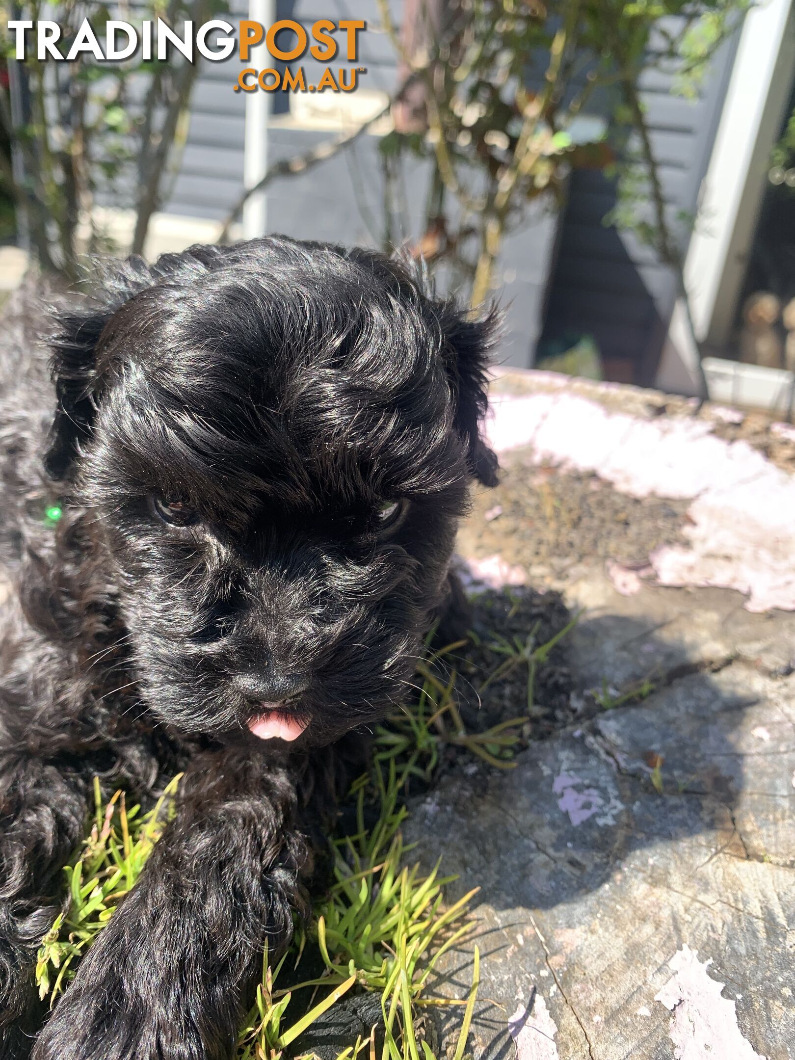 Bouncing baby teeny-tiny toy rare black, gray, tan, hazel-eyed  Cavoodles