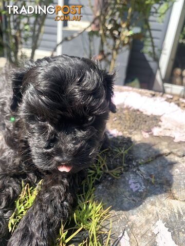 Bouncing baby black toy Cavoodles