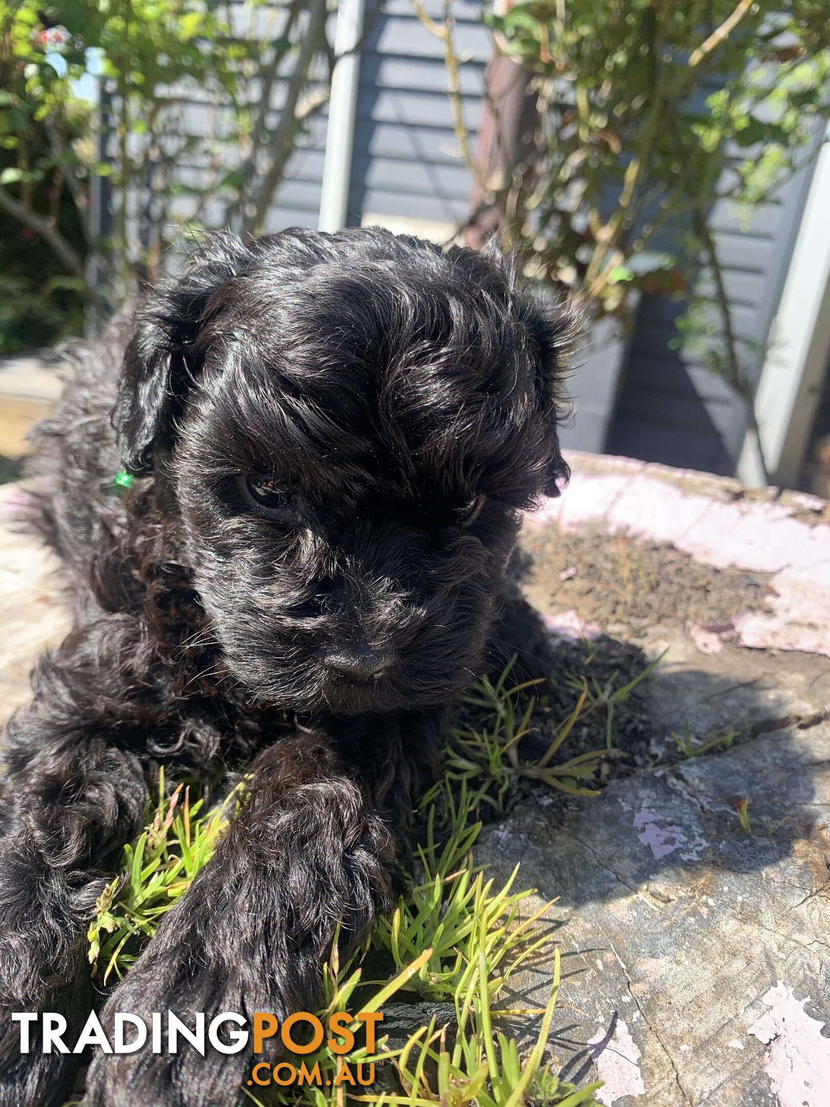 Bouncing baby teeny-tiny toy rare black, gray, tan, hazel-eyed  Cavoodles