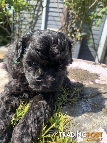 Bouncing baby teeny-tiny toy rare black, gray, tan, hazel-eyed  Cavoodles