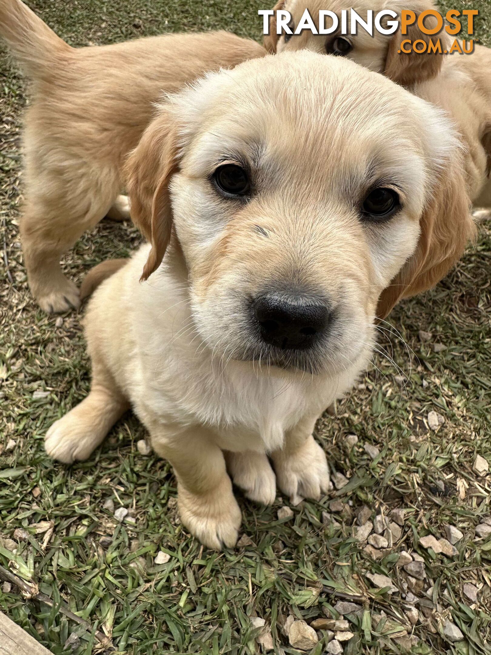 Golden Retriever Puppy