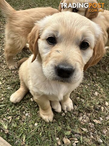 Golden Retriever Puppy